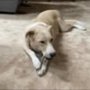 Meet your Posher, Diana